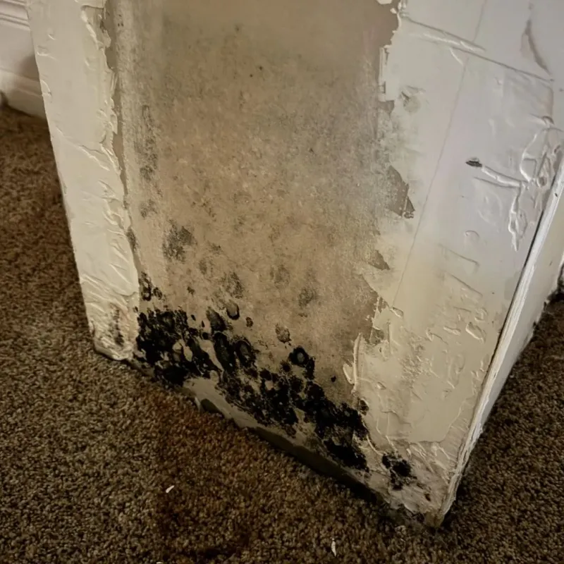Professional Mold Removal in Valley Mills, TX